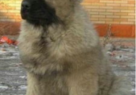 超大型犬,力量与智慧的完美结合