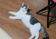 宠物猫免费领养,揭秘宠物猫免费领养背后的真实情况与注意事项