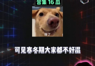 娱乐八卦开心吃瓜,明星们的甜蜜瓜田