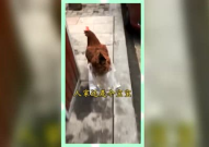 吃瓜群众娱乐版下载,轻松畅享热点资讯，畅游网络娱乐盛宴