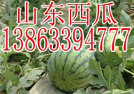 娱乐吃瓜酱重庆山东,揭秘重庆与山东的美食文化碰撞