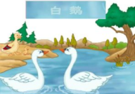 白鹅课件,高傲与可爱的性格描绘